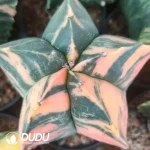 Astrophytum myriostigma Lem.Variegated (seed born)