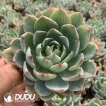 Echeveria Hera Variegated