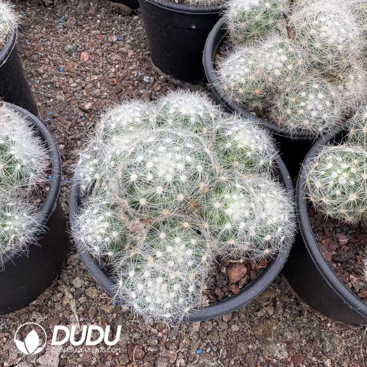 e201-14-2.jpg Cotyledon Oophylla Variegata - Image 1