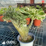 Aeonium Undulatum var. Cristata-7