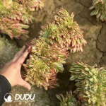 Aeonium Beauty Cristata Old Pile