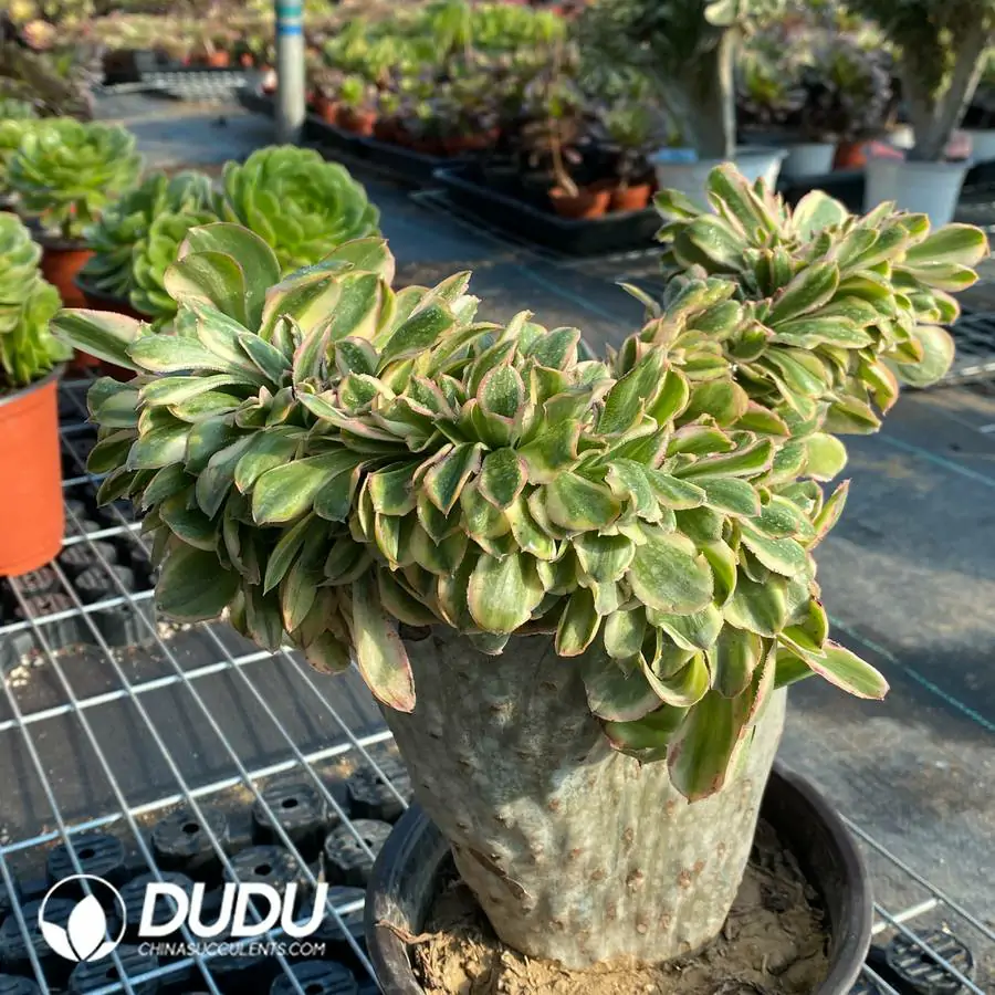 e201-143.webp Aeonium Undulatum var. Cristata-10 - Image 1