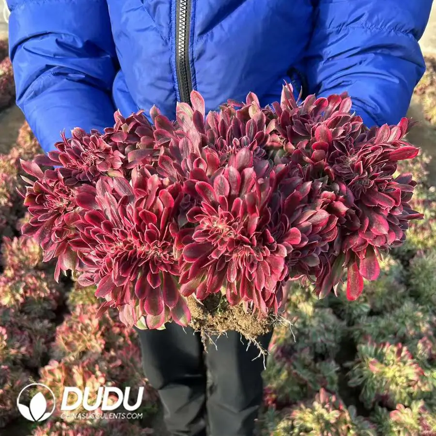 e201-145.webp Aeonium Red Witch Cristata Old Pile - Image 1