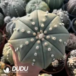 Astrophytum Asterias Big Star Type