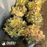 Aeonium Large Cluster of Maple Leaves Old Pile