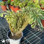 Aeonium Undulatum var. Cristata-15