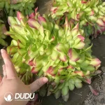 Aeonium Shao Hua Cristata