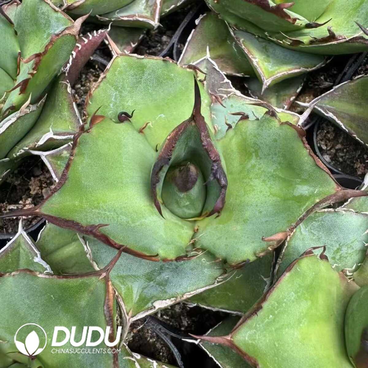 e201-15-1.jpg Agave Titanota 'Cupid - Image 1