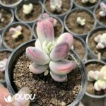 Pachyphytum Ura Milk Clustering