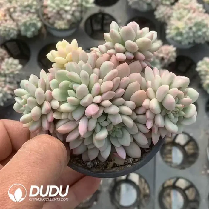 e201-15.webp Echeveria Red Egg Varigated Clustering - Image 1