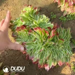 Aeonium Sea King Cristata