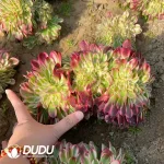 Aeonium Qingcheng Cristata