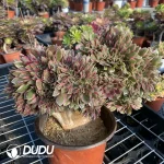 Aeonium Godness Cristata-3