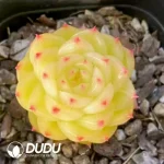 Echeveria Duruo Jenny