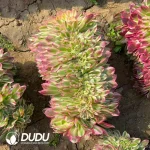 Aeonium Litchi Cristata