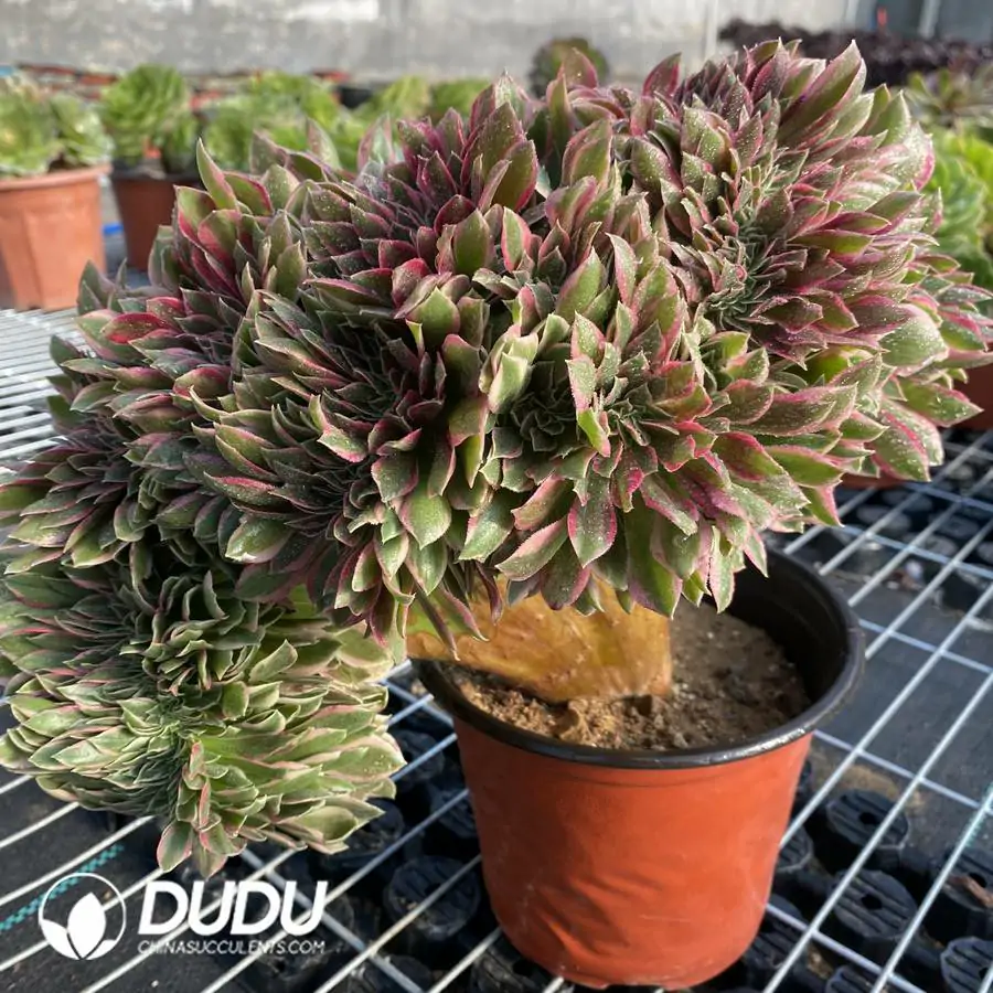 e201-153.webp Aeonium Godness Cristata-5 - Image 1