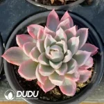 Echeveria Violet Variegated