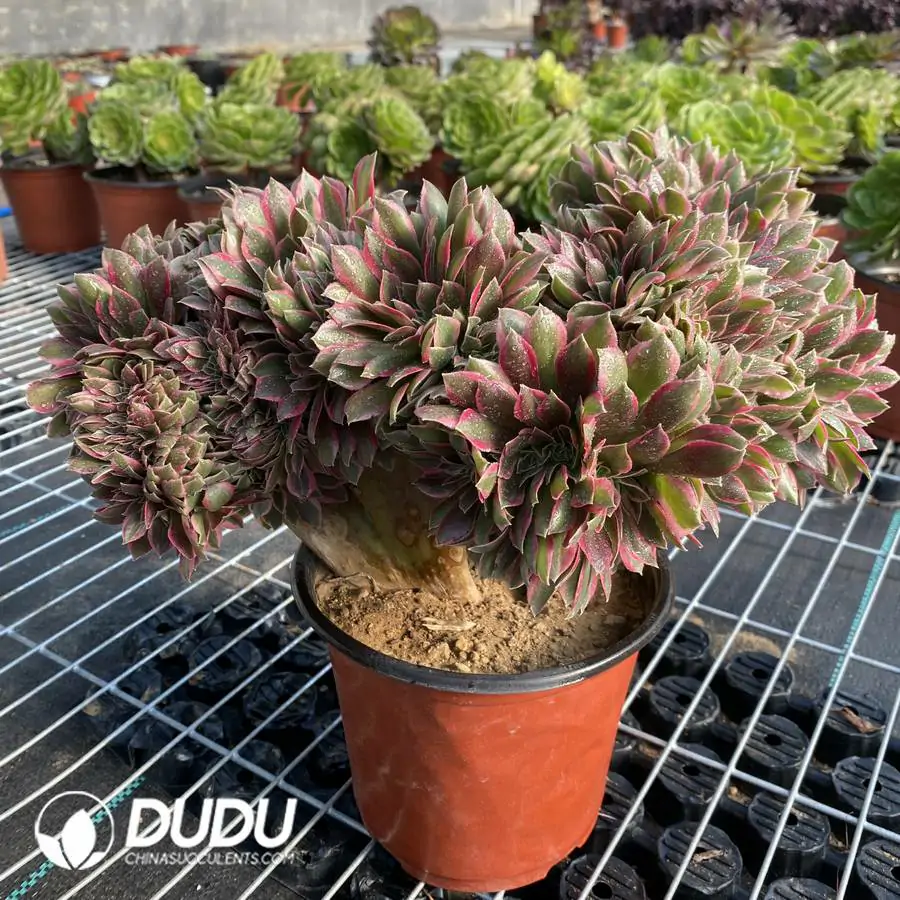 e201-154.webp Aeonium Godness Cristata-6 - Image 1