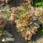 Aeonium Miul Cristata