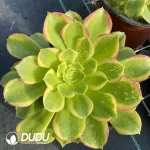 Aeonium Qingmeng Cluster