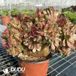 Aeonium Godness Cristata-11