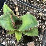 Agave Titanota 'White rhino'