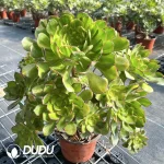 Aeonium Butterflies Clustering