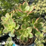 Aeonium Decorum f. Variegated Clustering