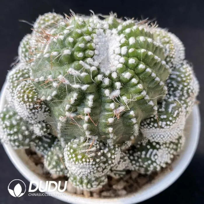 Cactus-Blossfeldia liliputana Werderm.  Clustering - Image 1