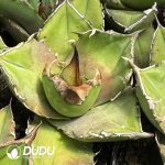 Agave Titanota Green Specter Mediopicta variegated