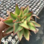 Echeveria Subrigida Variegated