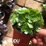 Aeonium Maybelline Clustering