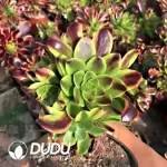 Aeonium Superbang Clustering
