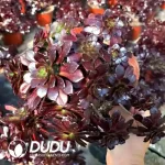 Aeonium Firestorm
Clustering