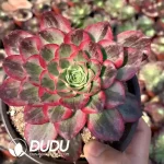 Aeonium Kaleidoscope Clustering