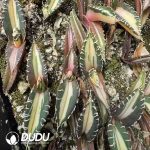 AgaveAgave titanota 'Crab'variegated