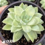 Echeveria Ice Rose Queen Variegata