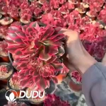 Aeonium 
Pink Witch Cristata