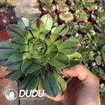 Aeonium 
Jade Fire Clustering