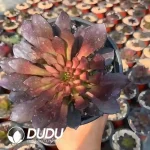 Aeonium 
Six-Fingered Demon 
Clustering（mini）
