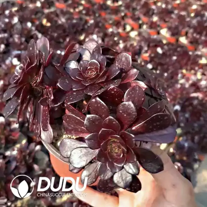 e201-184-1.webp Aeonium Firestorm
Small Clustering - Image 1