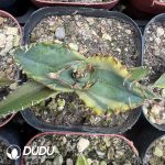 Agave Titanota Green Specter variegated