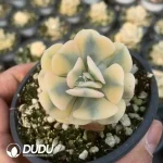 Echeveria Exotic Marginata Variegated