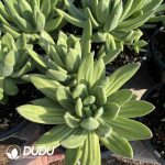 Pachyphytum Fragrant Snow Flat Head Clustering