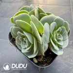 Aeonium Greenovia Pandora Clustering