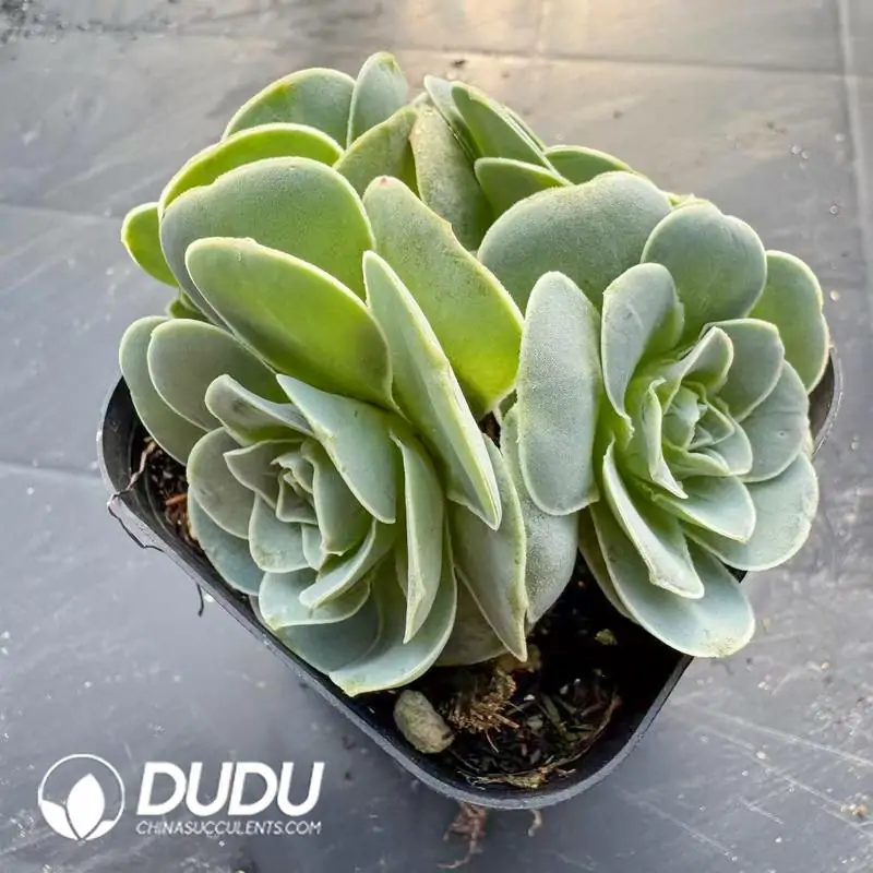 e201-199.webp Aeonium Greenovia Pandora Clustering - Image 1