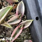 Agave Titanota 'White Fire' Mediopicta variegated