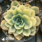 Echeveria Fiona Marginata Varigated