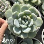 Echeveria Ice Green  Monstrose