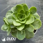 Aeonium Greenovia Lossie Clustering